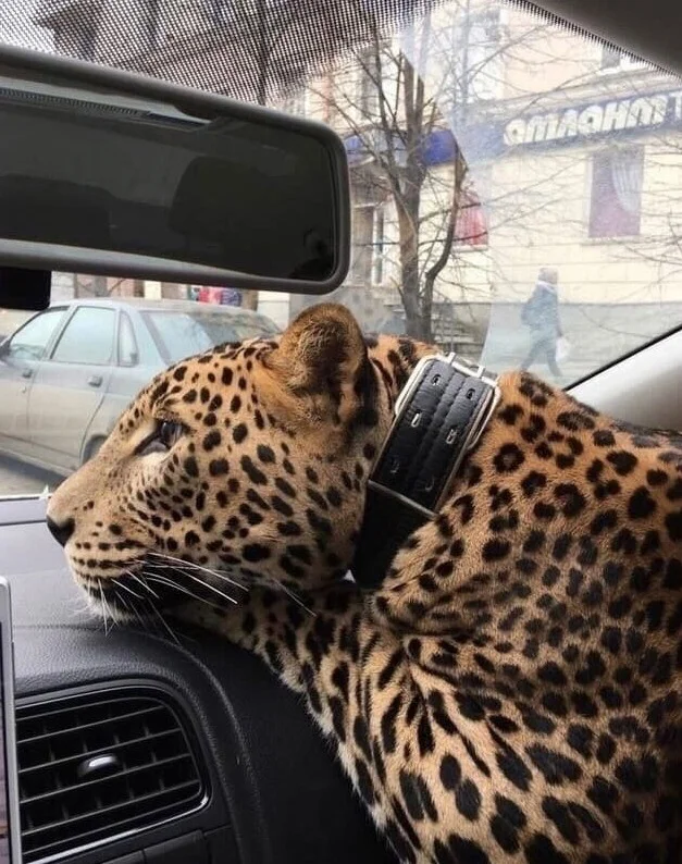 Так себе картинки (29.11.23)