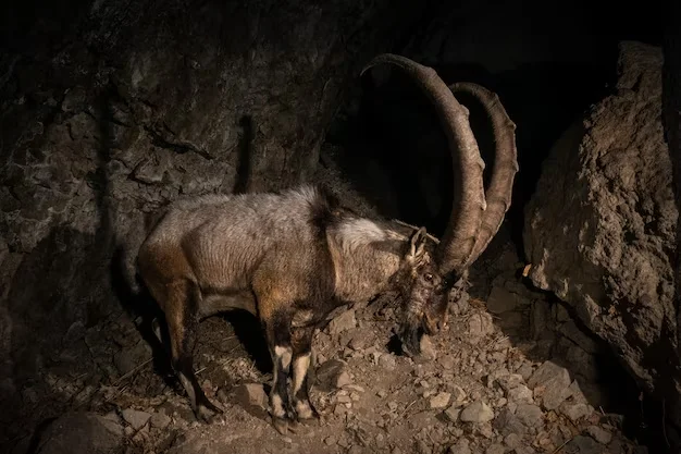 Безоаровый козёл: Рога-ятаганы и смертельные дуэли. Это дикий отец наших домашних коз. Как он живёт в наши дни?