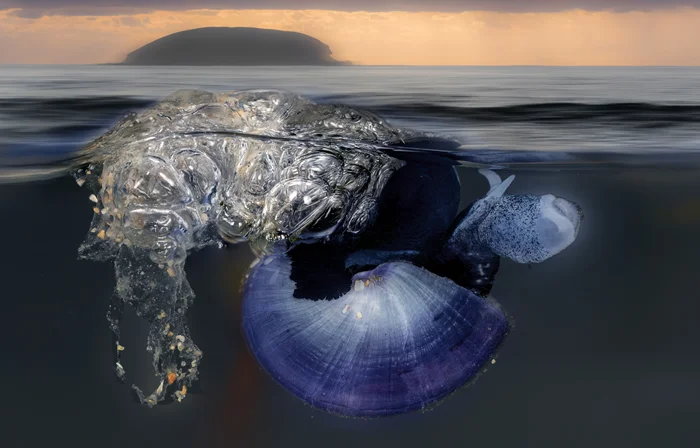 Морской мародер: как улитка-пират совершает набеги на подводные сокровища