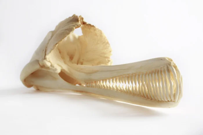 Удивительные обитатели грязных рек: история индских дельфинов