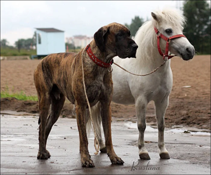 Гиганты среди собак: Немецкий дог и его влияние на жизни псов и хозяев