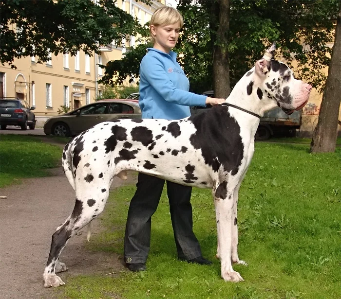 Гиганты среди собак: Немецкий дог и его влияние на жизни псов и хозяев
