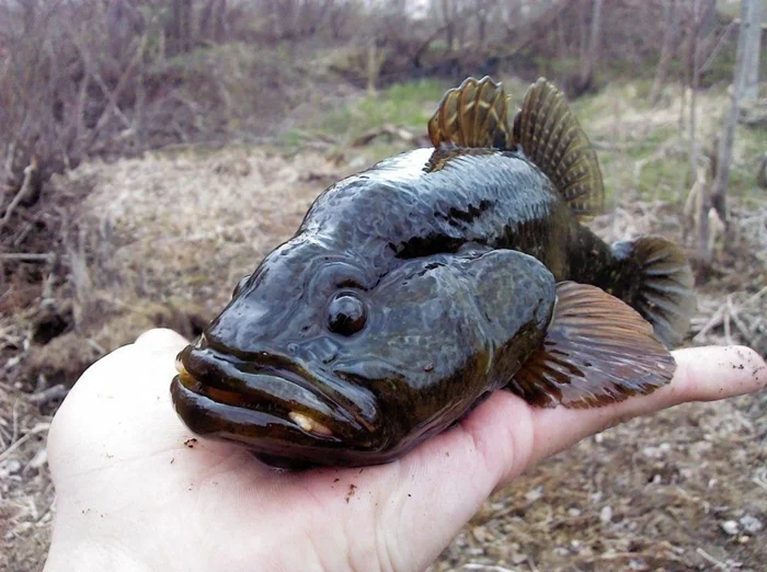 Рыба-хищник: Как ротан меняет экосистемы водоемов