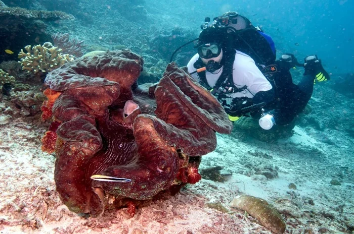 Моллюск-гигант: Загадки и характеристики тридакны