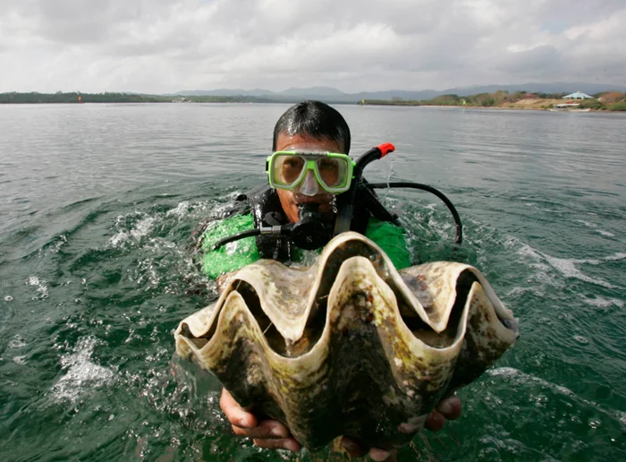 Моллюск-гигант: Загадки и характеристики тридакны