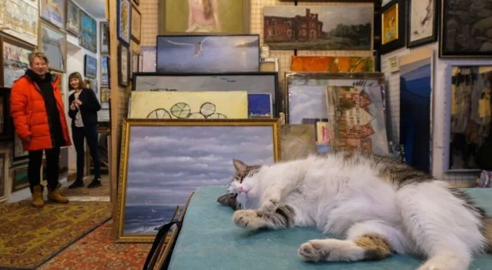 Коты – ценители искусства