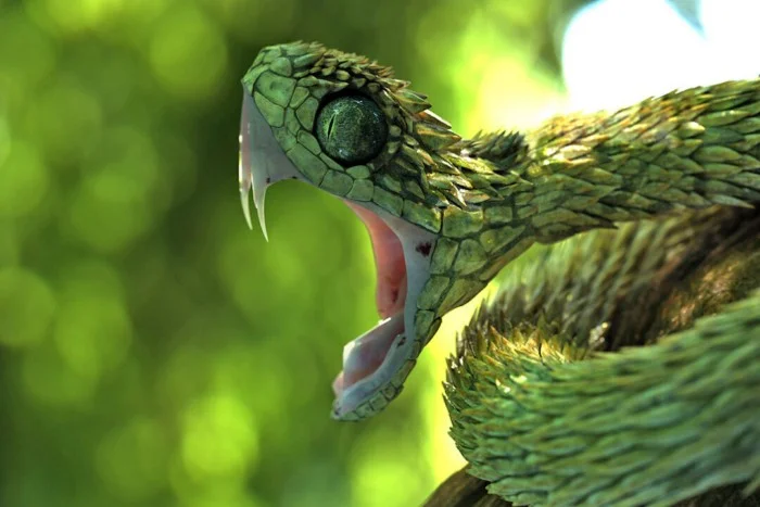 ТОП-5 самых ядовитых змей планеты