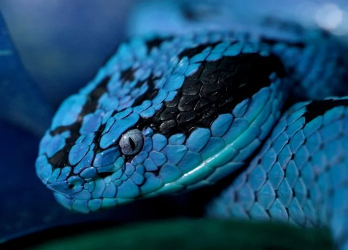 ТОП-5 самых ядовитых змей планеты