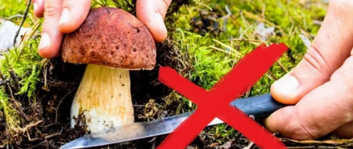 Какие грибы теперь нельзя собирать в России. И как они выглядят⁠⁠
