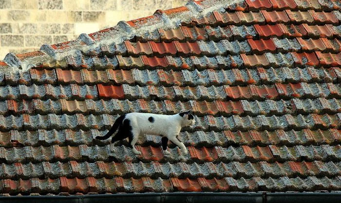 Подборка фотографий кошек, покоряющих крыши