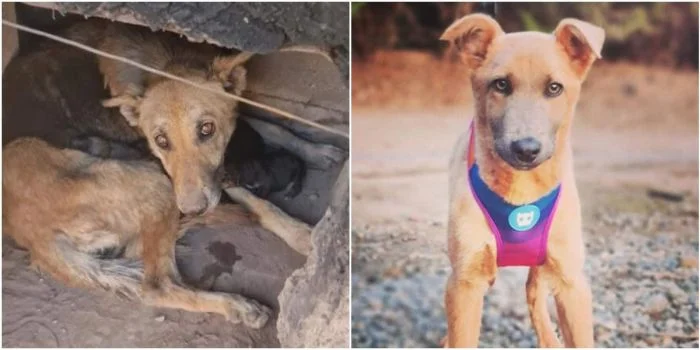 Путь к счастью: фото собак, которые нашли свой дом и навсегда изменились