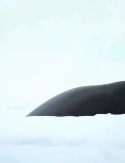 Почему косатку называют китом-убийцей⁠⁠