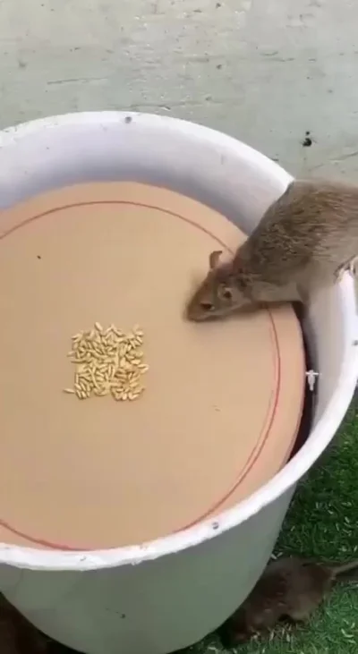 Ловушки для мышей