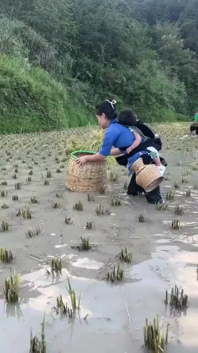 Как рыбачат на рисовых полях
