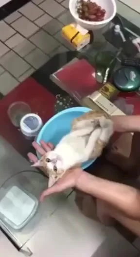 Отец учит дочку, как правильно мыть младенца на примере кота