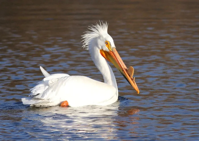 Когда аппетит берет верх: американские пеликаны и их неуемная пропитание