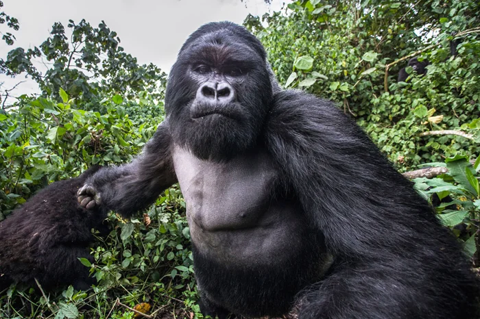 Борцы за выживание: Горная горилла и её исчезающий мир