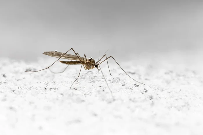 Спящие кровососы: Зимние комары и их безобидное пробуждение