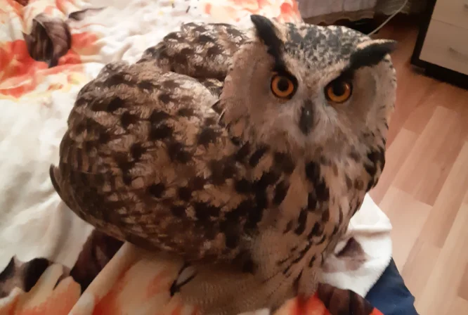 Почему держать сову в доме может быть плохой идеей