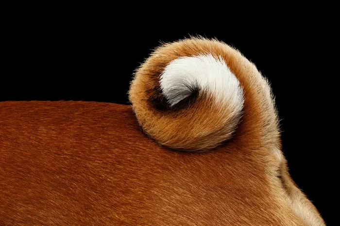 Тайны хвостатых: разгадываем, почему у некоторых собак хвост имеет форму колечка