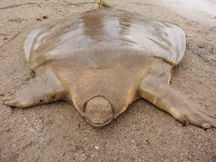 Необычные хищники: гигантские мягкотелые черепахи, которые утратили панцирь и стали опасными
