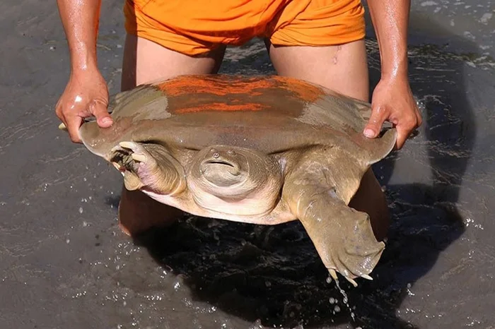Необычные хищники: гигантские мягкотелые черепахи, которые утратили панцирь и стали опасными