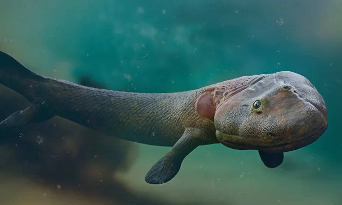 Тиктаалик: Рыба с ногами и шеей — ключ к тайнам нашего прошлого?