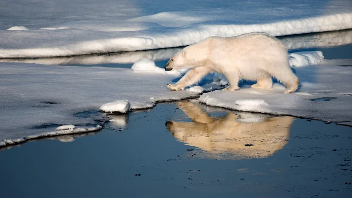 Белый медведь: 6 удивительных фактов о владыке ледяной степи
