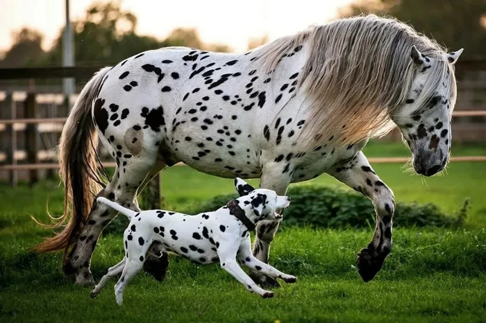 Лошади-долматины: особенности уникальной породы кнабструппер с удивительной окраской