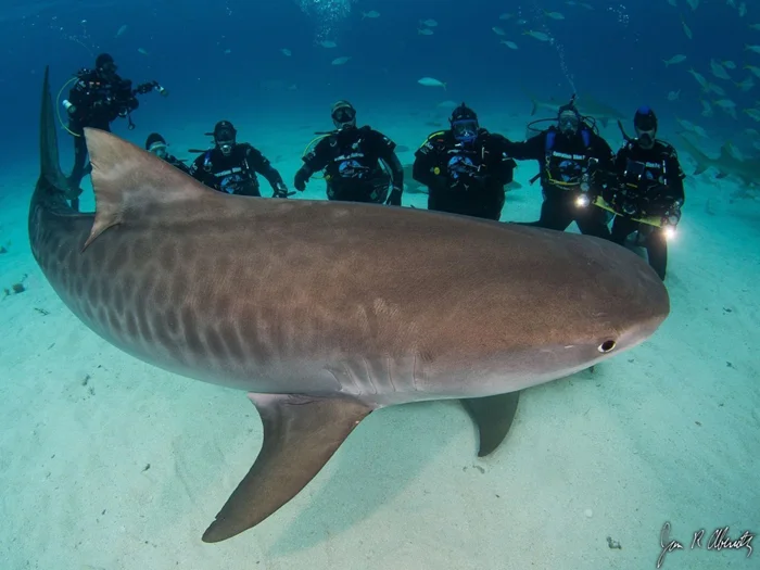 Мифы и реальность: разбираемся, насколько опасна тигровая акула, весомая в 700 кг