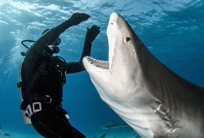 Мифы и реальность: разбираемся, насколько опасна тигровая акула, весомая в 700 кг