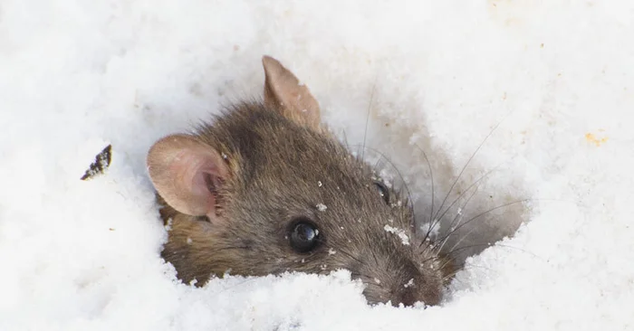 Лисьи трюки: как лисы волшебным образом ловят мышей под толстым слоем снега и как им это удается