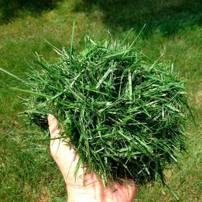 Запах опасности: Как скошенная трава обретает мрачные аспекты восприятия