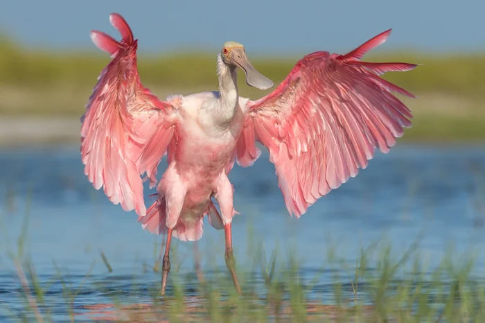 Блеск и роскошь: Птицы с розовыми крыльями, дороже чем золото