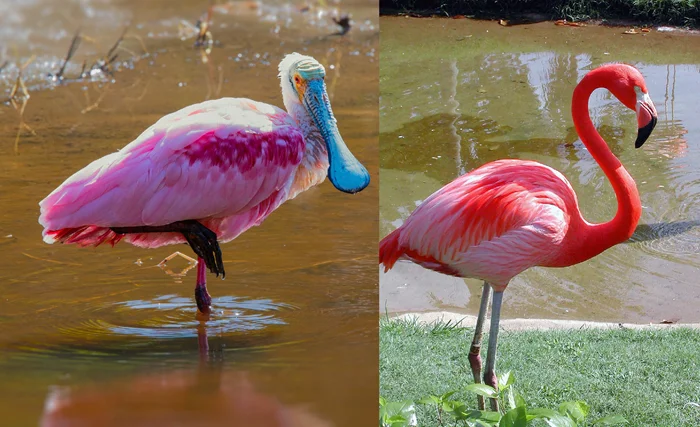 Блеск и роскошь: Птицы с розовыми крыльями, дороже чем золото