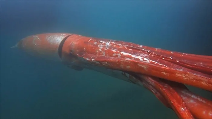 Гигантский кальмар: Легендарное чудище из глубин океана вполне реально. Каков этот монстр в дикой природе?