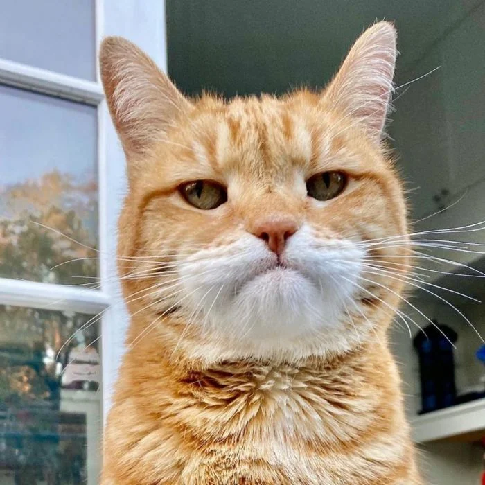 Разочарование пушистых