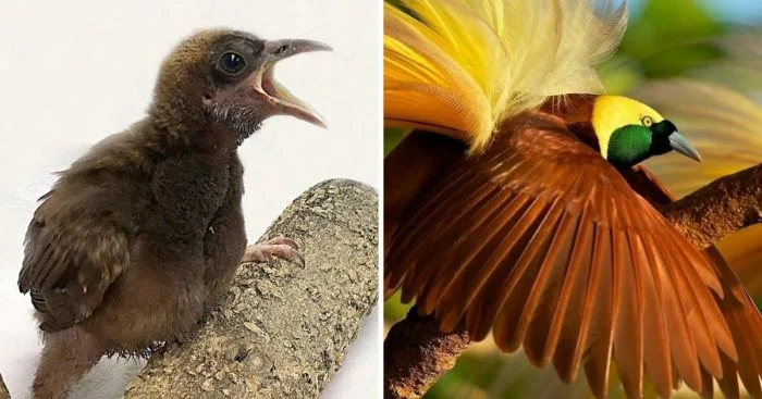 Как выглядят разные виды птенцов в сравнении со взрослыми особями