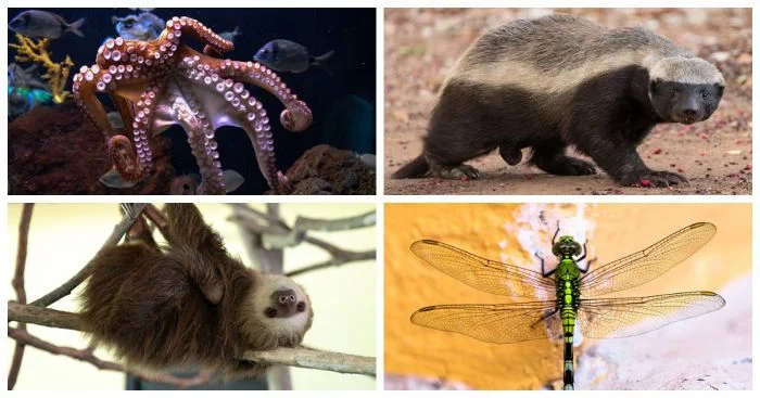 Странные и любопытные факты о животных в подробностях
