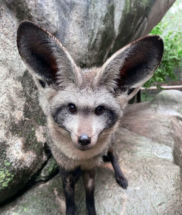Великолепие ушастых созданий: 30 фотографий животных с изумительно большими ушами