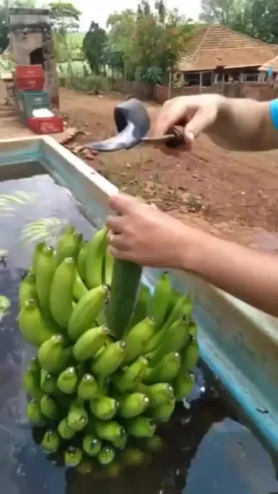 Инструмент для обрезки бананов