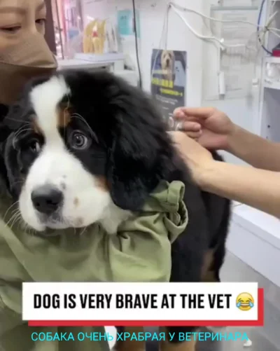Первый раз у ветеринара