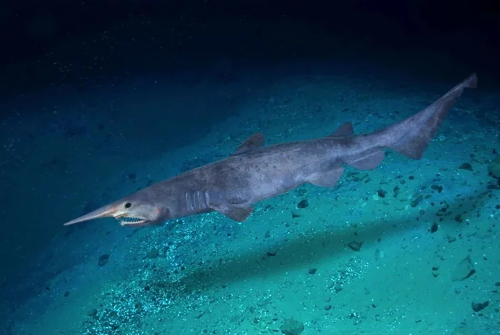 Тайны глубин: взгляд на акулу-домового с гоблинским носом и выдвижными челюстями