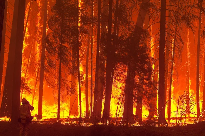 После пожара: как изменится лесная экосистема за столетие вперед