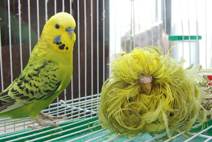 От перьев к кудрям: когда селекционеры изменили облик волнистого попугая, нарушив генетический контроль