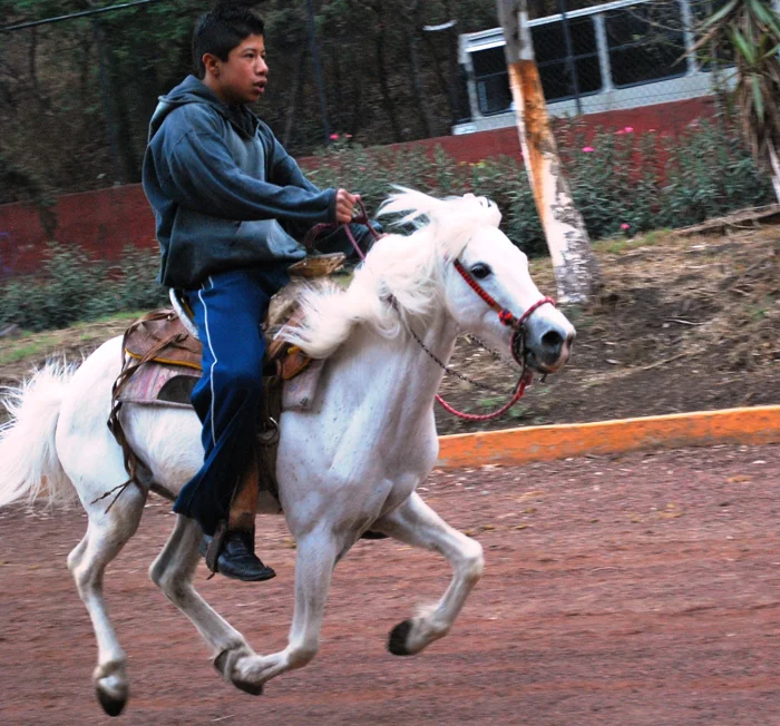 Маленький гигант: история Галицено – коня, превратившегося в пони для выживания в мексиканской пустоши