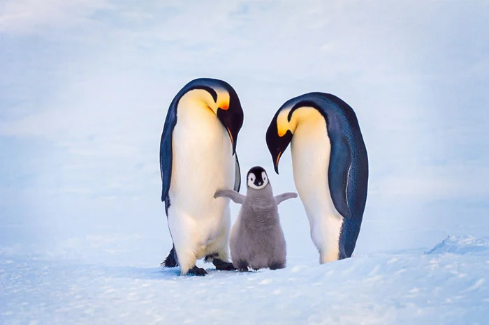Тайны выживания: как императорские пингвины справляются с высиживанием яиц в экстремальных условиях Антарктиды
