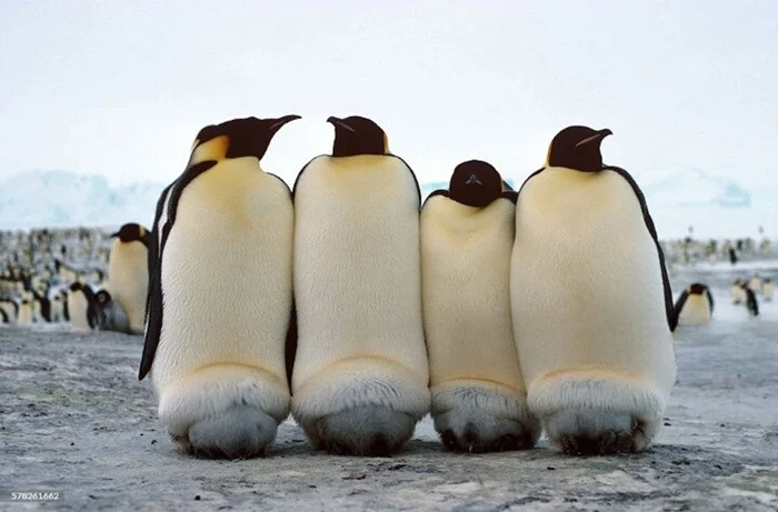 Тайны выживания: как императорские пингвины справляются с высиживанием яиц в экстремальных условиях Антарктиды