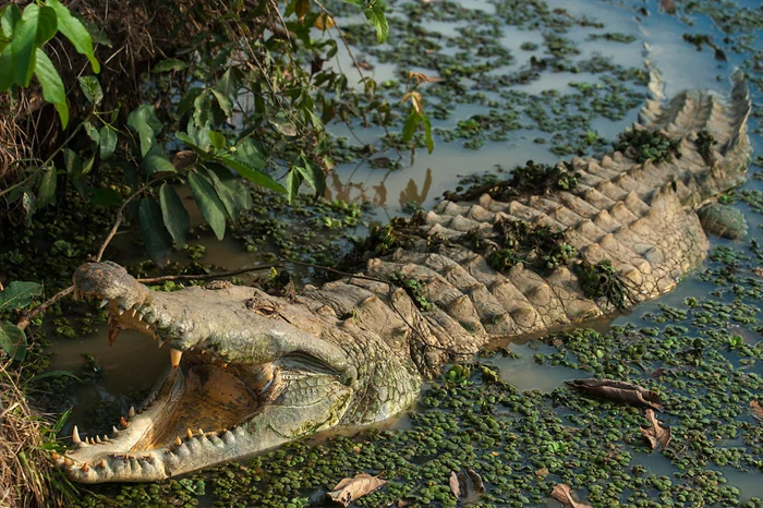 Непреклонный Ориноко: крокодил, в чьих лапах ягуары и анаконды становятся добычей