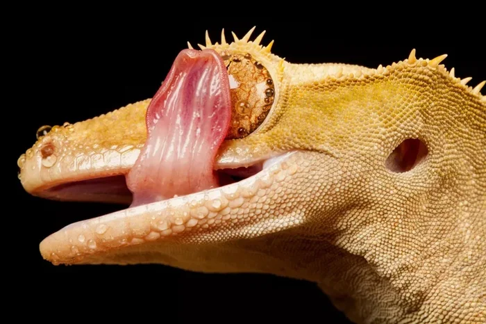 Без век, но с заботой: удивительный мир гекконов и их необычные способы поддержания зрения